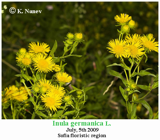 Genus Inula BG Flora.eu